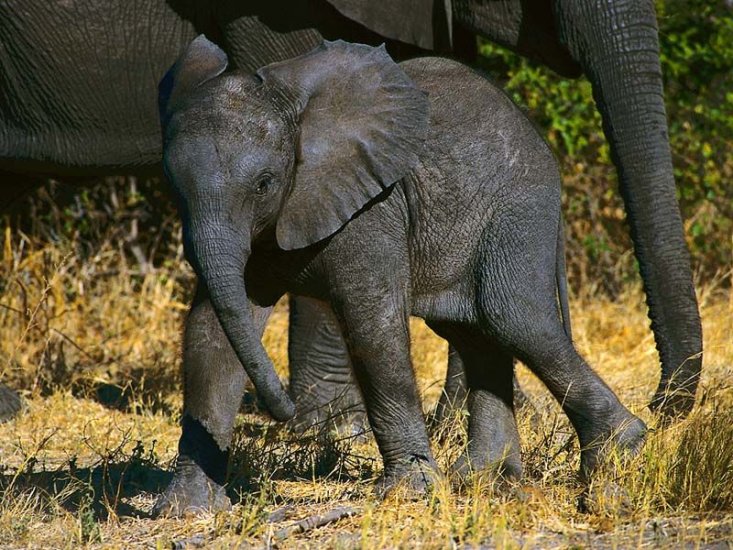 Słonie - slon_036.jpg