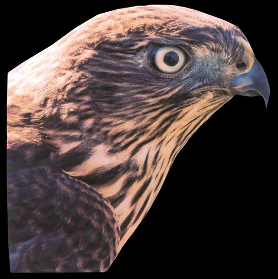 Animals - hawk-01.png